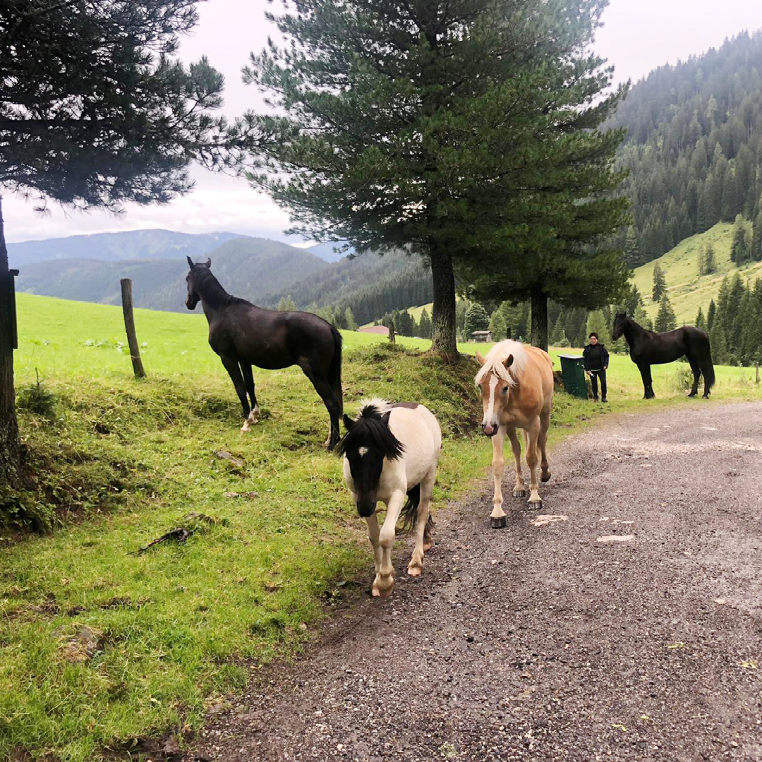 Wandertage Filzmoos 2023 am Dachstein-Gebirge in Österreich