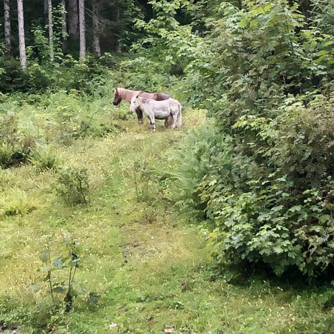 Ein Baum voller Leben, herzlicher Stärke Schönheit, stark verwurzeltt Wandertage Filzmoos 2023 am Dachstein-Gebirge in Österreich