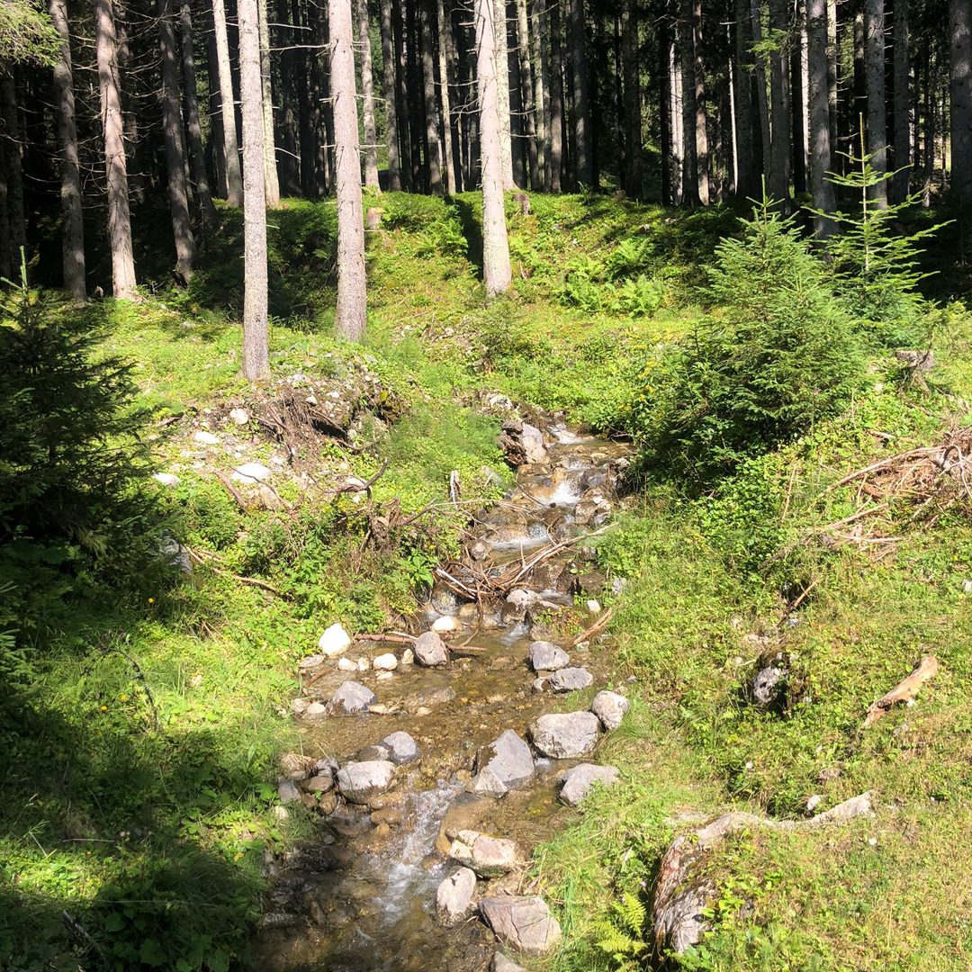 Fluss Schönheit der Natur Wandertag 4 in Filzmoos an der Bischofsmütze